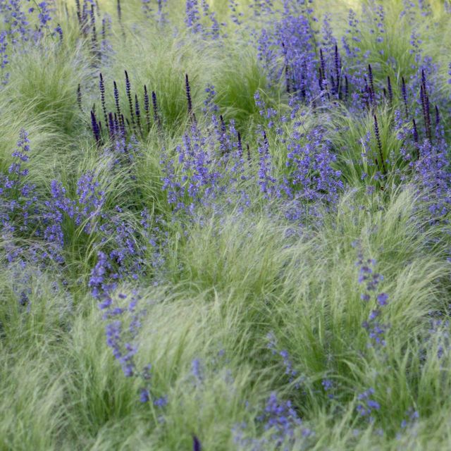 Stipagras und Salvia nemerosa