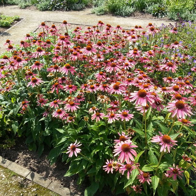 Echinacea