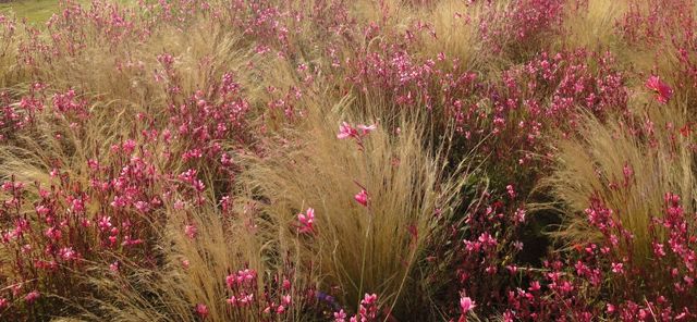 Stipagras und Gaura